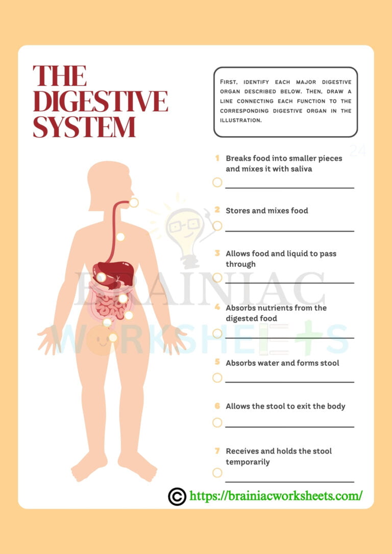 Digestive System Class 3 Science Worksheet Brainiac Worksheets