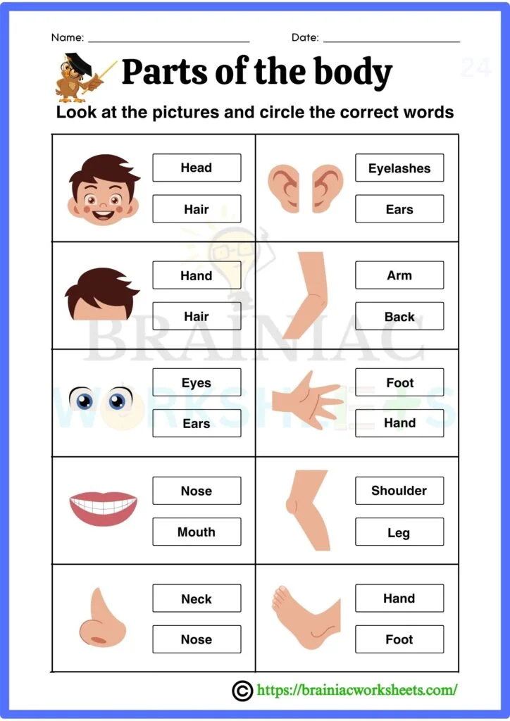 Parts Of The Body Ukg Science Worksheet - Brainiac Worksheets