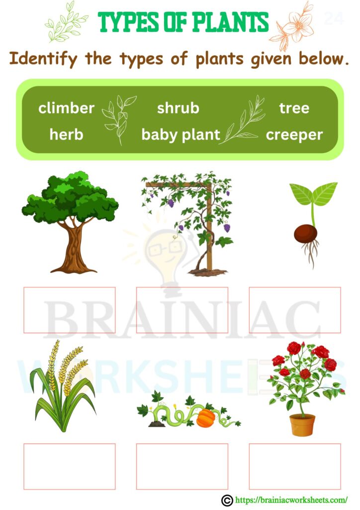 Types Of Plants Class 1 Science Worksheet - Brainiac Worksheets