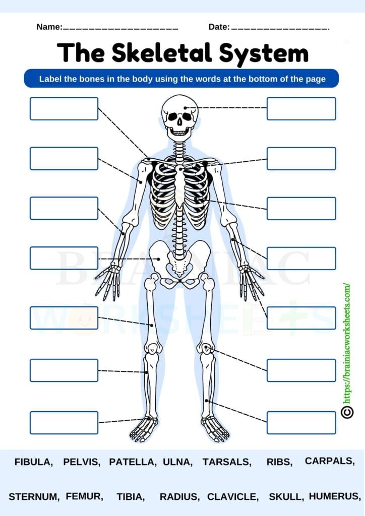 science worksheet for class 5